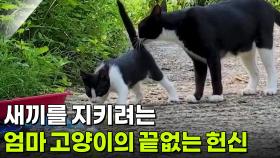 새끼를 지키려는 엄마 고양이의 끝없는 헌신 [리얼 카메라 진실의 눈] | KBS 251205 방송