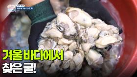[미식 투어] 겨울 바다에서 찾은 굴! | KBS 251210 방송