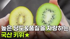 [셰프의 레시피] 셰프의 선택! 국산 키위 | KBS 251211 방송