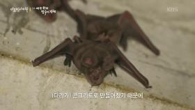 한국에서 가장 빠른 박쥐가 날면서 물마시는 장면을 초고속 촬영으로 최초 성공 | KBS 251211 방송