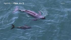 우리는 바다의 숨에 기대어 산다 | KBS 251218 방송