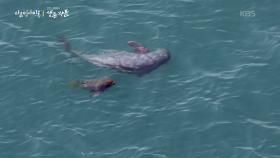 상괭이가 태어나는 바다 | KBS 251218 방송