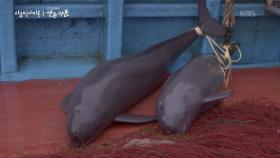 베일을 벗은 상괭이의 생태 | KBS 251218 방송