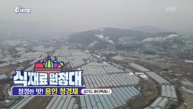 [식재료 원정대] 청정한 맛! 용인 청경채 | KBS 251222 방송