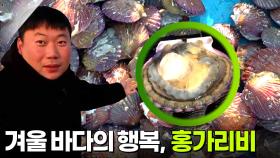 수확의 달인: 겨울 바다의 행복, 홍가리비 | KBS 251222 방송