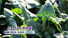 [홍보 장사 만만세] 힘이여, 솟아라! 시금치 | KBS 251223 방송