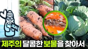 생생현장: 제주의 달콤한 보물을 찾아서 | KBS 251223 방송