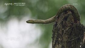 다양한 생물들의 보금자리, 밤섬 | KBS 251225 방송