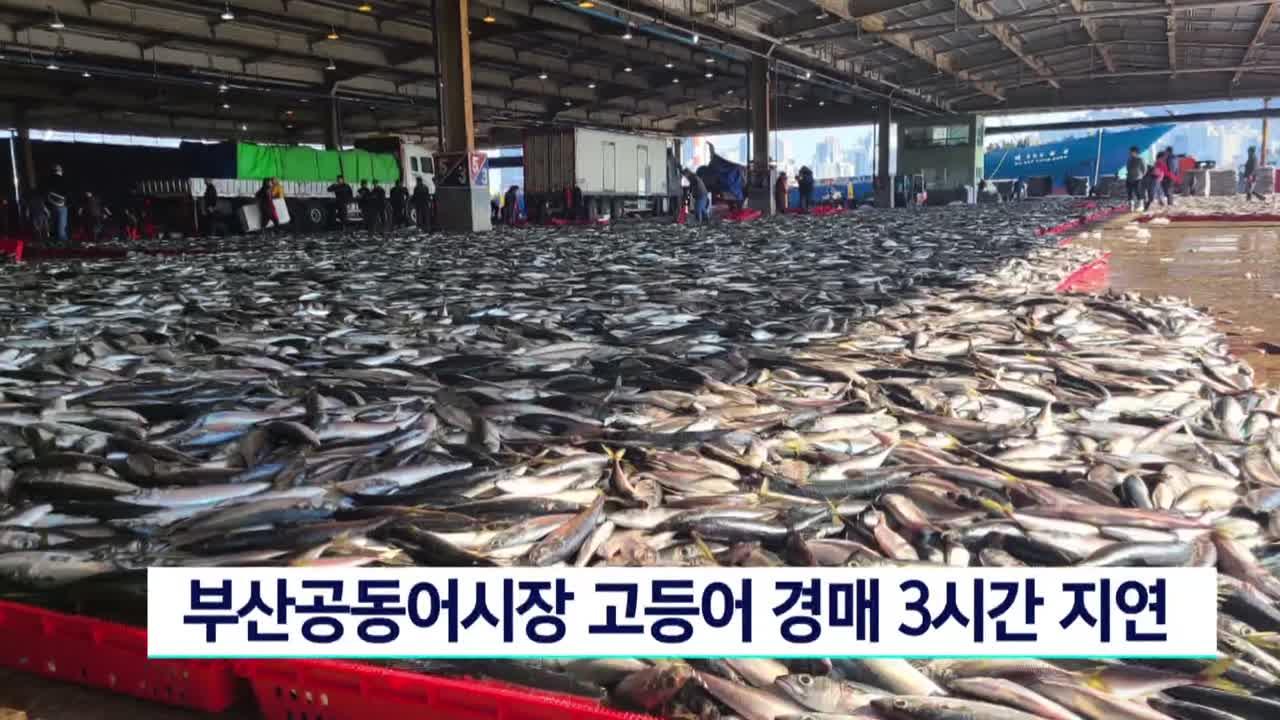 부산공동어시장 고등어 경매 3시간 지연 | ZUM TV