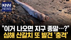 켈리포니아 해변에 잇따라... 심해 산갈치 발견 / KNN