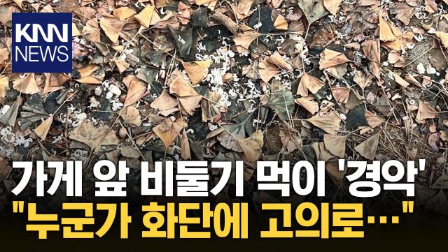 ＂누군가 고의로 먹이 뿌려...＂ 가게 앞 몰려든 비둘기 수십 마리 / KNN