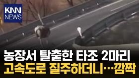 고속도로서 자동차와 질주하는 ′타조′ 포착 / KNN