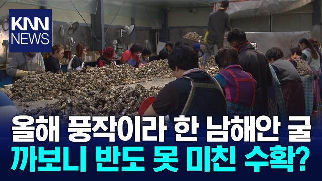 풍작이라던 남해안 굴... 작황*가격*판매 ′삼중고′