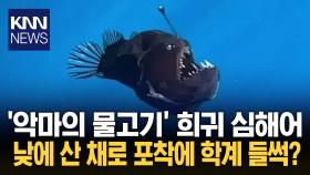 낮에 떠오른 ′심해 괴물′? 희귀 혹등아귀 등장에 파장 / KNN
