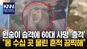 원숭이 습격에 온몸 멍든 채 사망 경찰 오자 지붕서 현장 응시 ′섬뜩′/ KNN