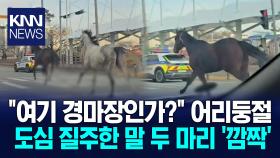 차와 나란히 질주하는 ′야생말′? 도심 헤집고 다녀…시민들 ′깜짝′/ KNN