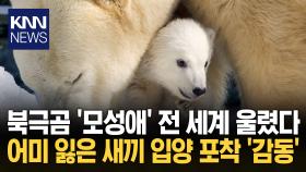 방황하던 새끼 곰 입양한 북극곰 모성애가 보여준 감동적 순간 ′훈훈′ / KNN