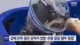 애견 미용사 ′학대′ 폭로 터졌다 울부짖자 목 조르기까지 ′경악′ / KNN