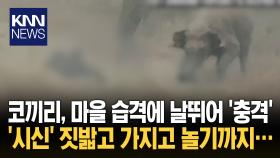 코로 뒤흔들더니 발로 ′콰직′ 코끼리 날뛰어 사망 속출 ′패닉′/ KNN