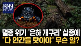 ＂욕심이 지구 생태계 파괴해＂ ′은하 개구리′ 멸종시킨 인간들?/ KNN