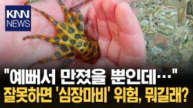 ＂예쁘다고 함부로 잡지 마세요＂ 청산가리 수천 배 맹독? ′경악′ / KNN