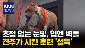 인기척에 노려보더니 ′깜짝′ 지붕서 ′벽돌′ 물고 경계 태세?/ KNN