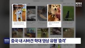 中 미용사 ＂일본 개는 맞아도 싸＂ 동물 학대 ′응원 댓글′에 분노 폭발 / KNN