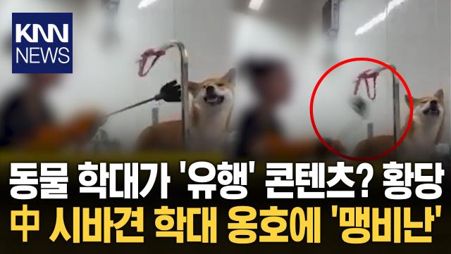 中 미용사 ＂일본 개는 맞아도 싸＂ 동물 학대 ′응원 댓글′에 분노 폭발 / KNN