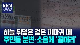 까마귀가 뒤덮는 도심..민원 속출에 퇴치에도 고민