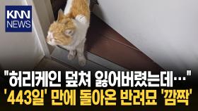잃어버린 반려묘 443일만 ′재회′ 집 찾아올 수 있었던 이유 ′이것′? / KNN