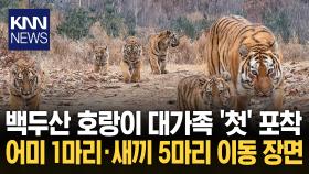 야생 백두산 호랑이 ′포착′ 6마리 ′대가족′ 늠름한 자태 / KNN