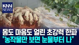 [현장] 세밑 한파에 농가들 추위 비상