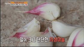 메르스를 막아라! 면역의 왕, 마늘