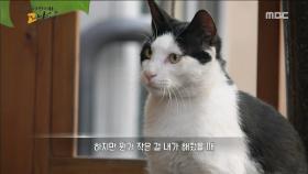 삶이 당신에게 미소 짓는 기분을 느끼게 해주는 고양이