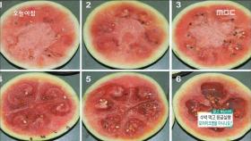 수박 '모자이크병' 아시나요?