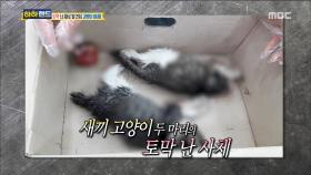 토막 난 채 발견된 고양이, 참혹한 사건의 전말은?