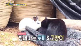 모두를 관심 집중 시키는 수상한 커플♥ '토끼&고양이'