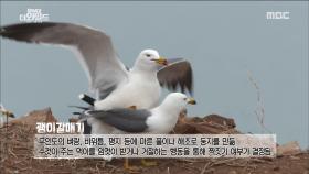 봄이 찾아온 DMZ, 새들의 섬 '구지도'
