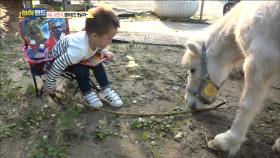 오직 앰버만♥ 앰버 없이 못 사는 4살 시현이!