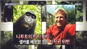 동물 저작권 논란이 된 원숭이 셀카 사진!