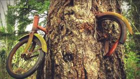 미국에 위치한 배션 섬의 '자전거 삼킨 나무'