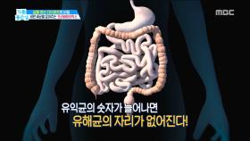 비만 세균 잡아주는 '프로바이오틱스'