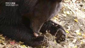 다람쥐가 모아놓은 밤을 뺏어 먹는 반달곰