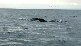귀신고래들이 자주 찾는 필툰 앞바다, 그곳을 찾다.