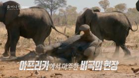 [1회 예고] 아프리카에서 마주한 비극의 현장, '코끼리 죽이기' 1월 6일(월) 방송