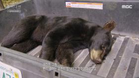 ＂모든 곰들은 곰으로 살고 싶어 해요.＂ 곰을 방생하려는 벤과 수의사들