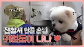 스페셜 전참시의 단골 손님, 신스틸러 귀염둥이 나나