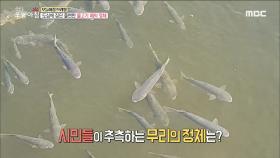 도심에 집단 출현한 물고기 떼의 정체