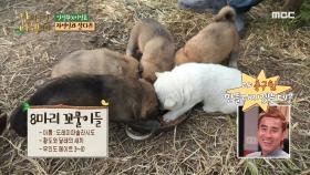 안정환X이영표를 맞이한 황도와 꼬물이들! 🐶🐕