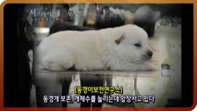 [다시보는 서프라이즈] 꼬리 없는 개, 동경이를 아십니까? MBC20110424방송